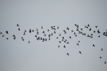 a large flock of wood pigeons (Columba palumbus) in a grey sky