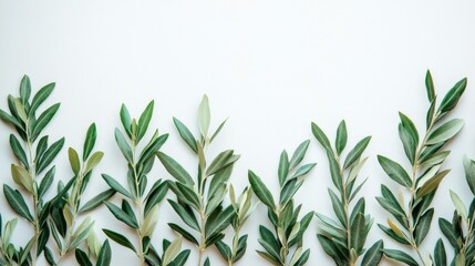Fototapeta premium White Background with Olive Branches Minimalist Nature Photography