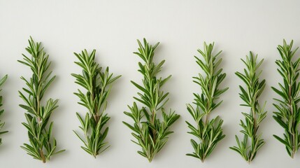 Fototapeta premium Fresh Rosemary Sprigs on White Background Culinary Herb Aromatic Plant Food Ingredient