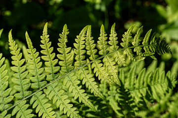 A fern in the forest in the bright sun