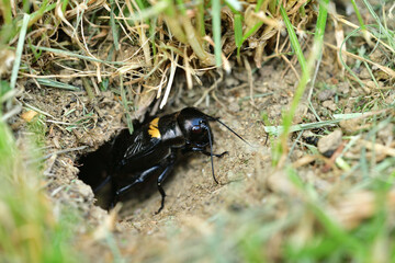 A Gryllus campestris sticks up its black head out of its hole in the ground