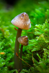 Mushrooms, one of nature's most beautiful creatures. Nature background.