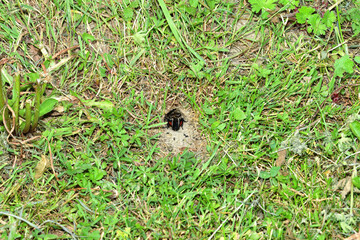 Portrait of a Gryllus campestris near its hole on a meadow in the grass