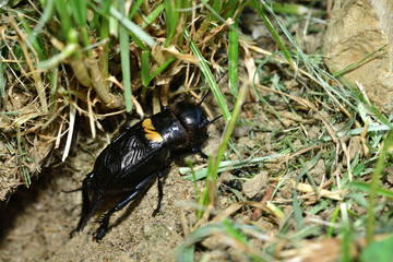 Portrait of a Gryllus campestris near its hole on a meadow in the grass