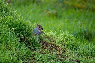 close-up of a feeding grey squirrel (Sciurus carolinensis) amongst vibrant green grass 