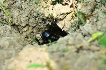 Portrait of a Gryllus campestris near its hole on a meadow in the grass