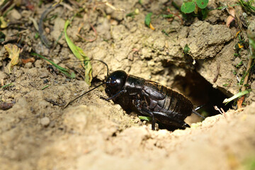 European field cricket comes out of a hole in the ground to the surface 