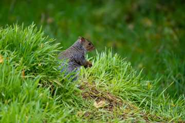 close-up of a feeding grey squirrel (Sciurus carolinensis) amongst vibrant green grass 