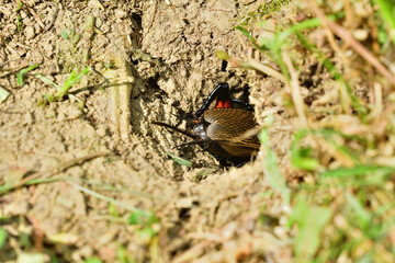 European field cricket comes out of a hole in the ground to the surface 