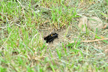 A Gryllus campestris sticks up its black head out of its hole in the ground