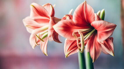 Two pink flowers with green stems