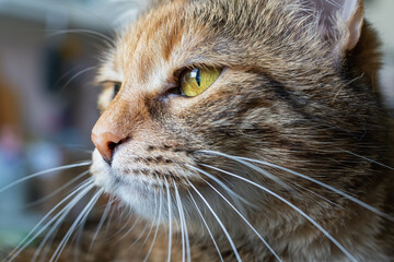 Close-up portrait of a cat with yellow eyes looking away from the camera in natural light