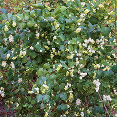 Symphoricarpas albus plant leaves with white berries