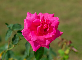 The red rose stands out in the middle of the picture. Winter flowers