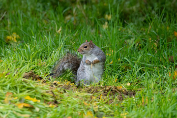 close-up of a feeding grey squirrel (Sciurus carolinensis) amongst vibrant green grass 