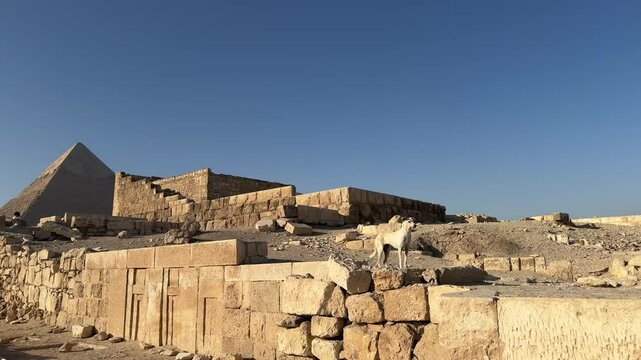 Gyza pyramid dogs panorama funny