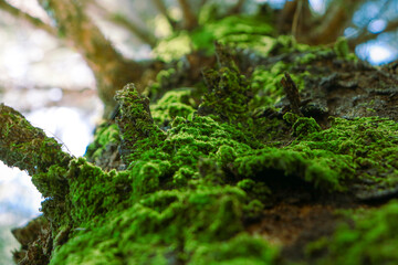 moss on tree
