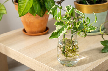 Propagated roots of Epipremnum aureum houseplant in water in glass vase. Indoor plants in ceramic pots on the table: Epipremnum and Syngonium. Indoor gardening, botany hobby.