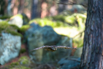 Little Owl in Flight Through the Autumn Forest