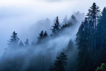 foggy mornings in the redwoods a thick layer of fog hangs low ov