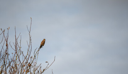 close-up of a kestrel (Falco tinnunculus) perched in a treetop
