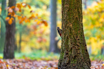 Great Spotted Woodpecker Climbing a Tree in an Autumn Forest