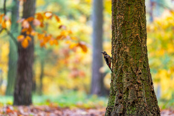 Great Spotted Woodpecker Climbing a Tree in an Autumn Forest