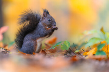 Red squirrel (Sciurus vulgaris) climbing a tree in an autumn forest