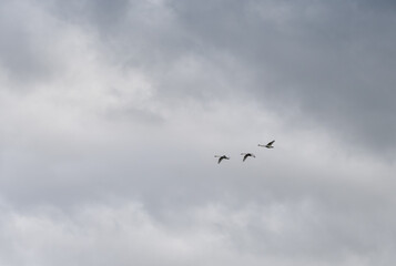 three white swans (Cygnus olor) in close flight, grey cloud sky