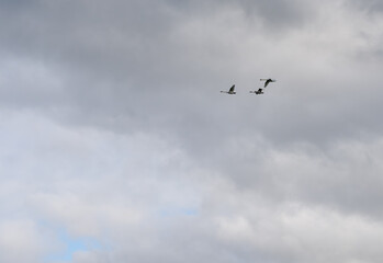 three white swans (Cygnus olor) in close flight, grey cloud sky
