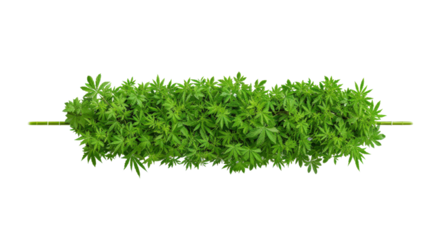 Green cannabis plant isolated on white background.