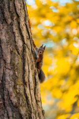 Curious Red Squirrel Observes from a Tree Amidst Autumn Colors in the Forest
