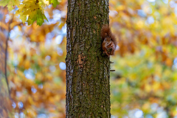 Red squirrel (Sciurus vulgaris) climbing a tree in an autumn forest