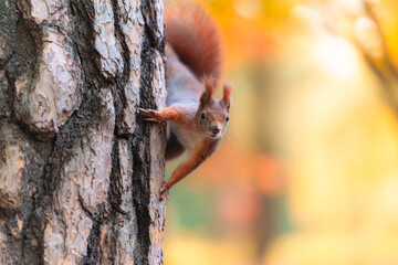 Curious Red Squirrel Observes from a Tree Amidst Autumn Colors in the Forest