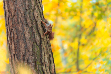 Obraz premium Curious Red Squirrel Observes from a Tree Amidst Autumn Colors in the Forest