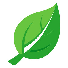 green leaf isolated on white background 