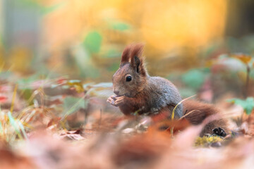 Red squirrel feeding in an autumn forest, portrait