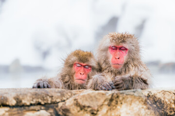 Fototapeta premium 地獄谷温泉