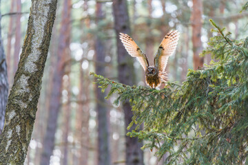 Long-eared Owl in Flight with Motion Blur Captured Mid-Action