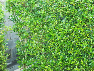 Chinese banyan is planted in a long row to form a fence. Ficus microcarpa, Malaysia banyan, Thick, dark green leaves with tapered tips. Indian laurel is ornamental plant grown in garden. Fig family
