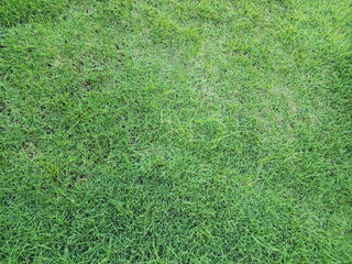 Manila Grass is a native species of Thailand. Zoysia matrella (L.) Merr. var. matrella is an easy-to-grow grass that is resistant to trampling and easy to propagate quickly. Green lawn background. 
