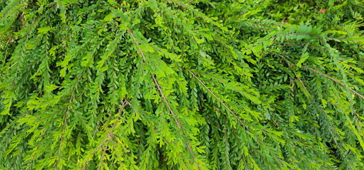 Weeping Willow, small green leaves. Scientific name: Salix babylonica Linn. mousetail plant or...