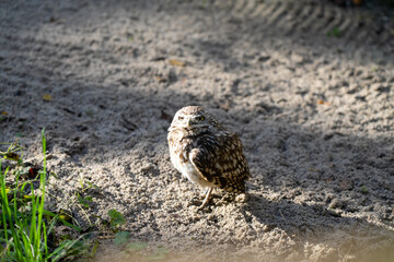 close-up of a burrowing owl (Athene cunicularia, shoco)