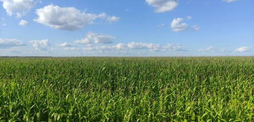 Green cornfield and blue sky - summer agricultural harvest landscape