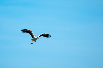 The photo shows a stork flying against a blue sky