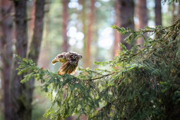 Long-eared Owl Sitting on a Spruce Branch Observing Its Surroundings