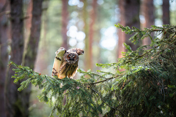 Long-eared Owl Sitting on a Spruce Branch Observing Its Surroundings