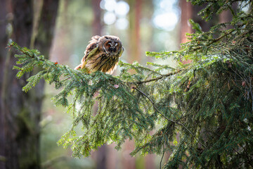Long-eared Owl Sitting on a Spruce Branch Observing Its Surroundings