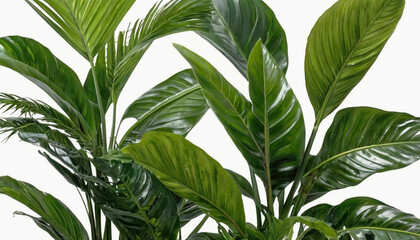 Tropical large leaves, green plants on white background.