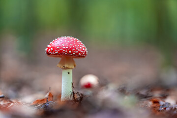 Fly Agaric Mushroom Growing in an Autumn Forest Scene